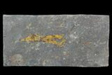 Ordovician Crinoid Fossil - Kaid Rami, Morocco #102830-1